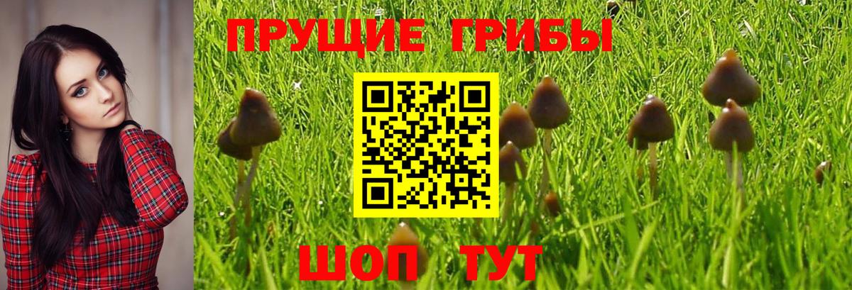 Псилоцибиновые грибы Cubensis Унеча